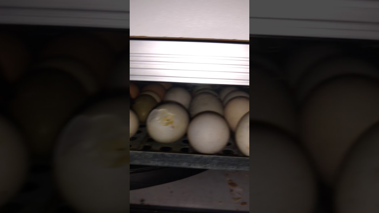 Como Chocar Um Ovo De Galinha Com Lampada