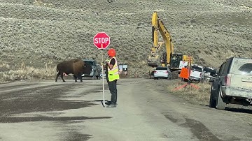 Bison Herd Take Advantage of Worker