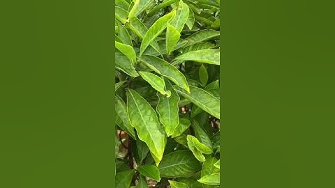 TÁC DỤNG CÂY LẤU ĐỎ