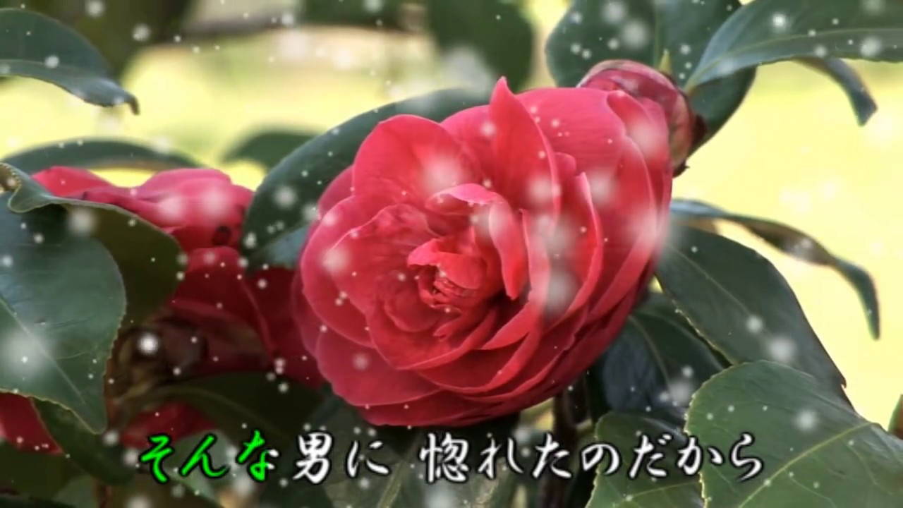 雪椿（小林幸子）カラオケ