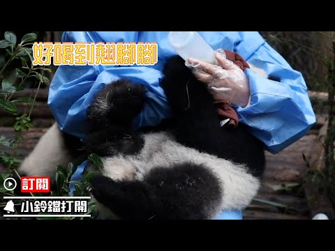 《熊貓早晚安》瓶瓶奶好喝到讓熊貓寶寶翹腳腳 | iPanda熊貓頻道