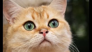 ПРИКОЛЫ Смешное видео с кошками 2016 - Самое лучшее! Забавные кошки ПРИКОЛЫ Смешное видео с кошками 2016 - Самое лучшее! Забавные кошки