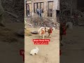 حسن کے شہزادے #viral #youtubeshorts #trending #unfrezzmyaccount #fyp
