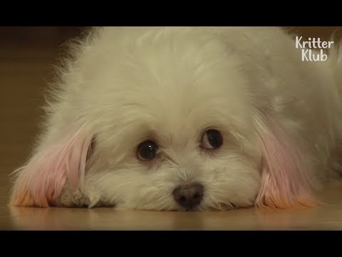 Video: Kecemasan Pemisahan Anjing