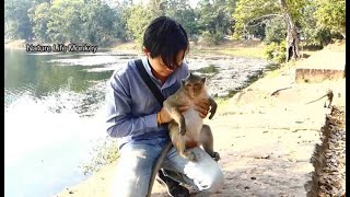 Good relationship PaPa Song with young pregnant monkey Patty screenshot 5