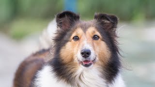 Teaching Your Shetland Sheepdog to Swim Tips and Safety Precautions