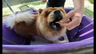 Bath Time with Enso the Fluffy Chow Chow screenshot 2