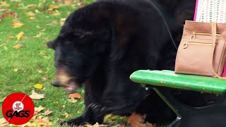 Bear Spotted In Public | Just For Laughs Gags