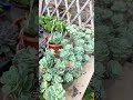 Spring's Blossom: Revitalize Your Succulents