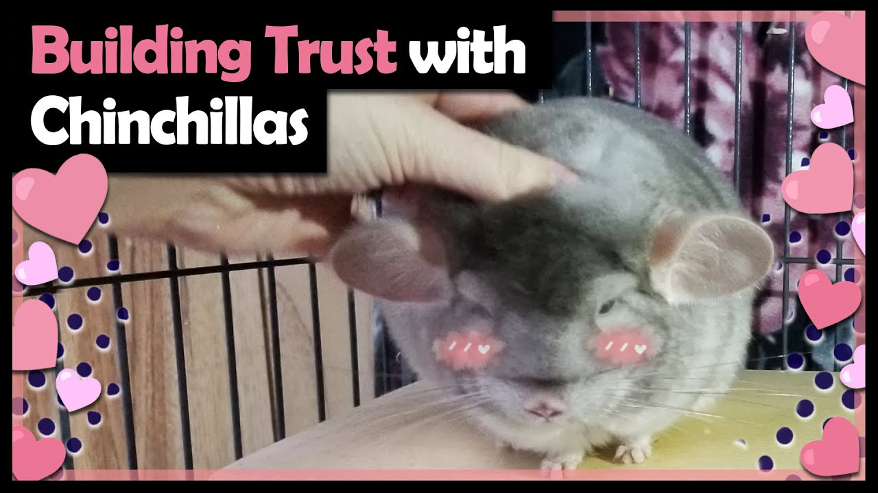 Can You House Train A Chinchilla
