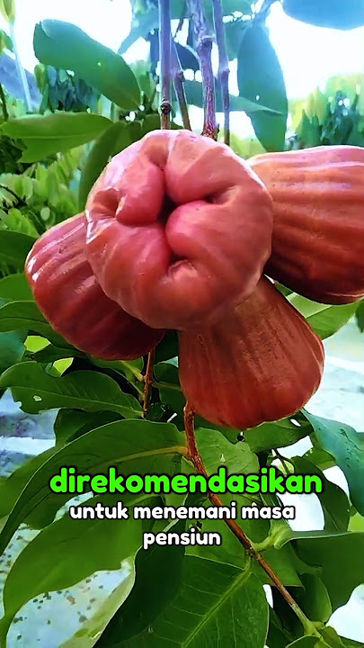 Pusat bibit jambu air 085233852147 L🍐🍎GARANSI VALID