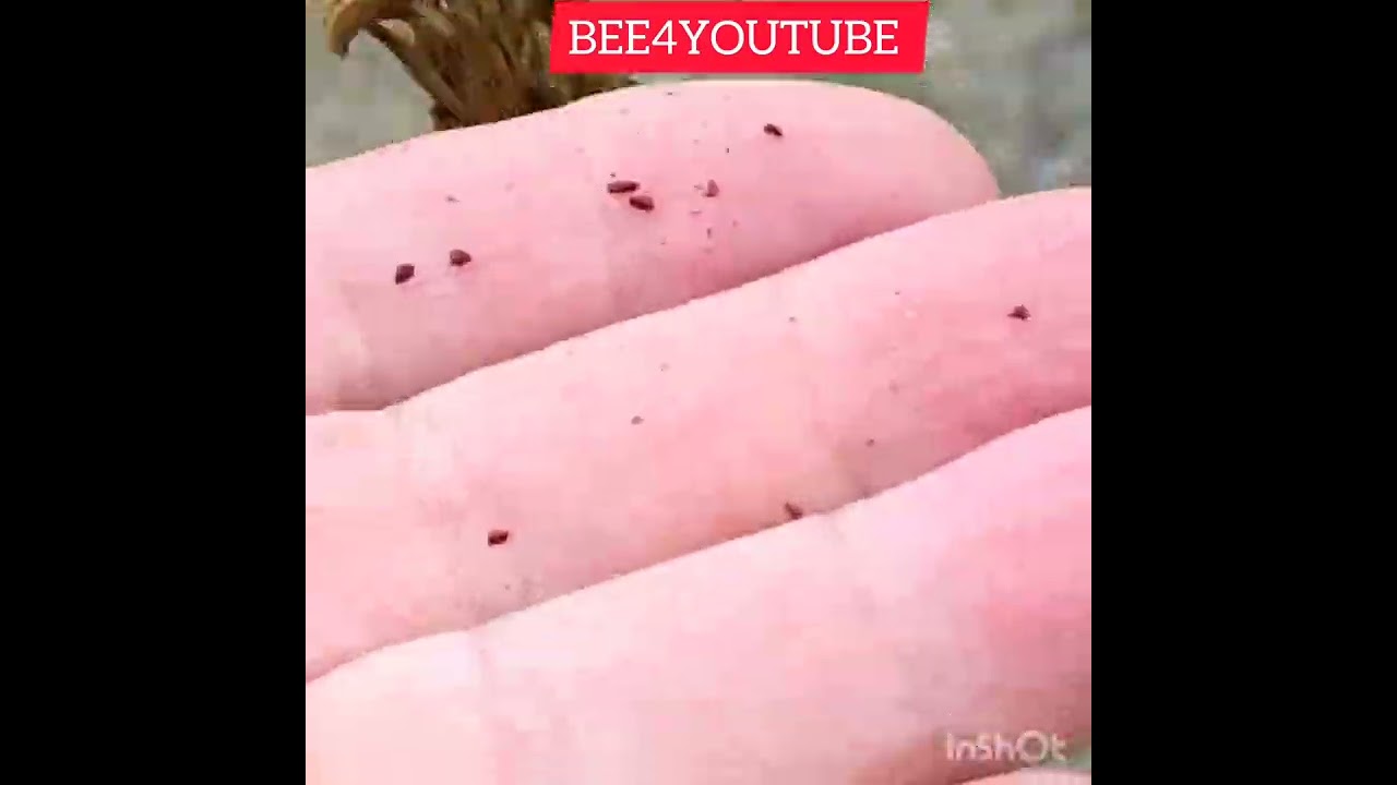 Nachtkerzen Samen / Wildsamen...so erntest du sie...