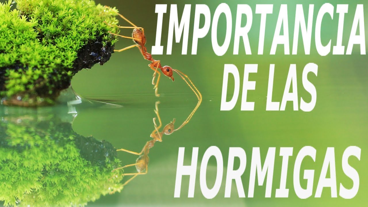 Importancia De Las Hormigas  Importance Of Ants  Lugares Y Plantas