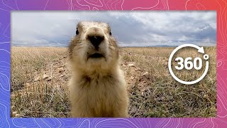 Prairie Dog Stands Alert for Predators | Wildlife in 360 VR