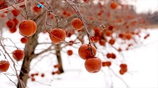 Hemmingford Ice Cider | WE ARE THE BEST