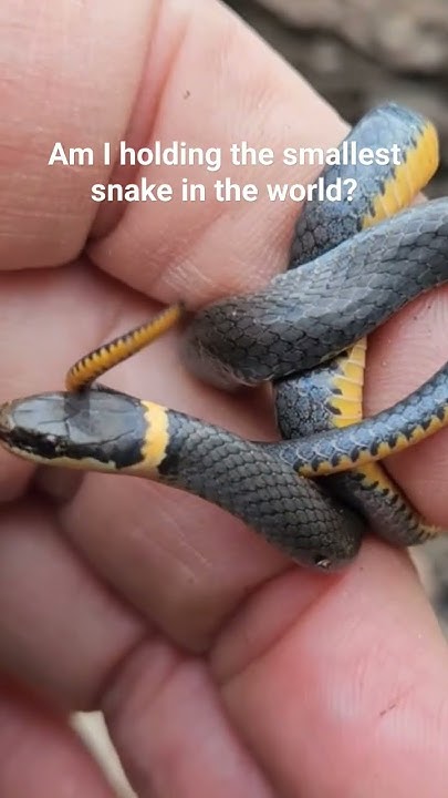find-out-what-is-the-smallest-snake-in-the-world-and-where-ring-necks