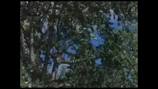 Lucu,,,,hewan' yang terekam kamera saat mabuk,gara' makan buah