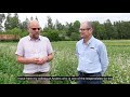 Quinoa production in sweden