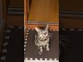 一人暮らしだけど、帰ると猫がいる。