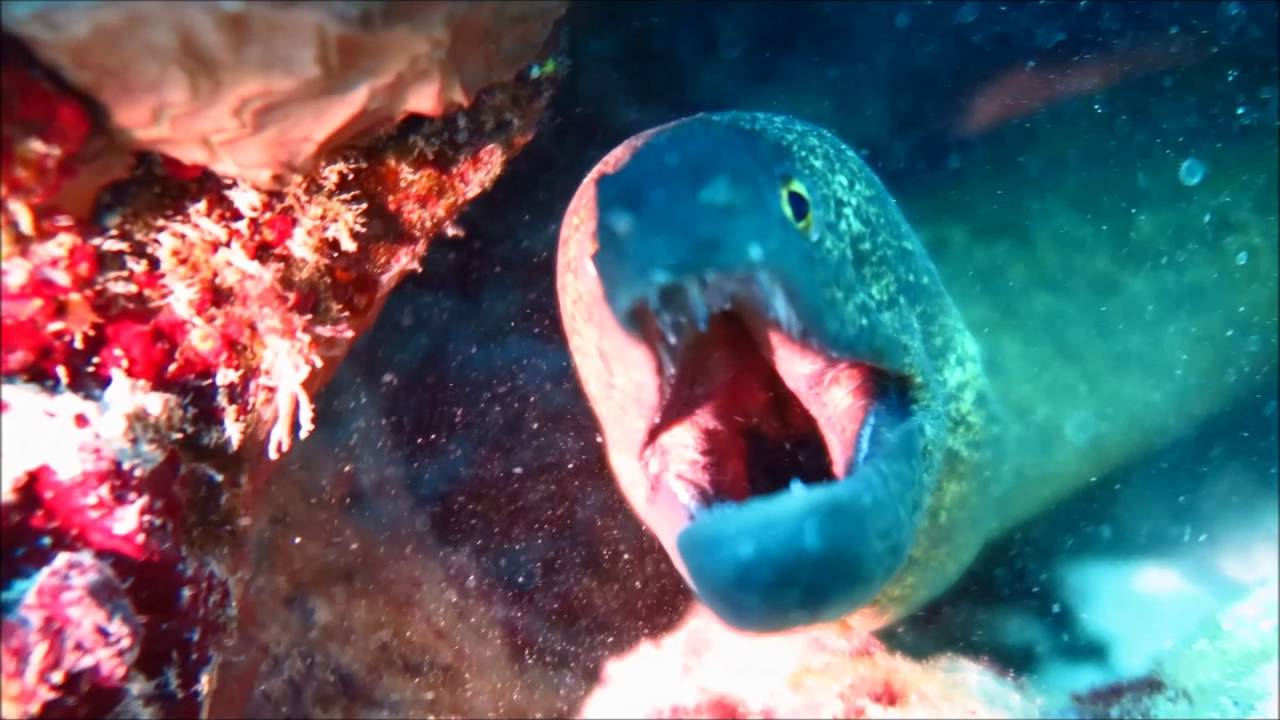 Seychelles underwater