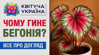 видео: Чому гине бегонія? Головні правила догляду картинка: Чому гине бегонія? Головні правила догляду