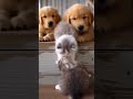 Big Brother Cat Welcomes the New Kitten with Adorable Curiosity #cats #kittens #petlove