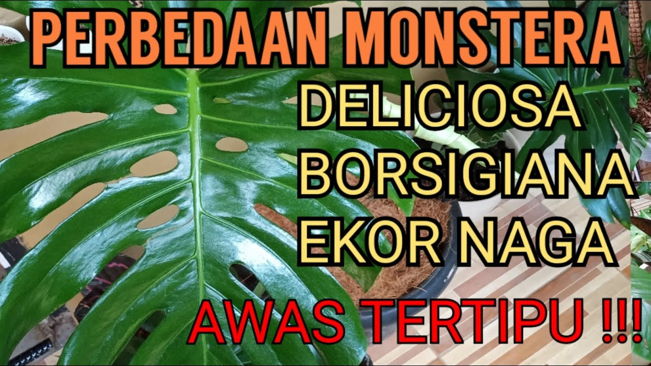 Monstera King Deliciosa Borsigiana Ekor Naga Salah Beli Perbedaan Monstera Youtube