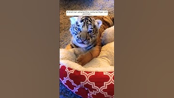 A kind man adopted the orphaned tiger cub and then...