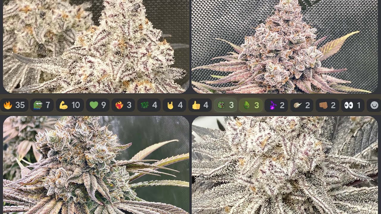 HOW TO GROW WEED - Cup Worthy Results from a New Grower’s Journal - Southern Belle & Sweet Flurry