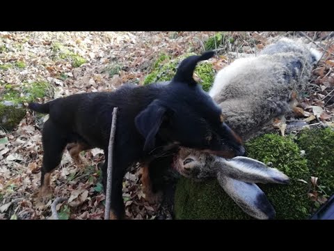 იაგდტერიერი უნივერსალური მონადირე ძაღლია