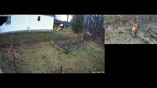 Red Fox, captured by Reolink Trackmix