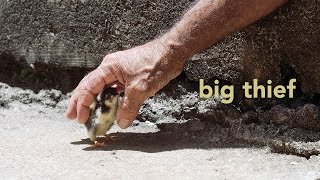 Video thumbnail of "Big Thief - Breathe In My Lungs [Official Audio]"