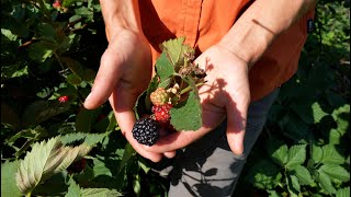 From Farm to You: Berries by LNKTV Health 9 views 14 hours ago 2 minutes, 46 seconds