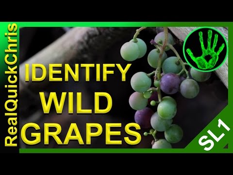 Video: Apa Itu Arizona Grape Ivy: Pelajari Tentang Perawatan Arizona Grape Ivy