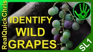 Those wild grapes could Kill you! how to identify wild edible plants and weeds to forage for food