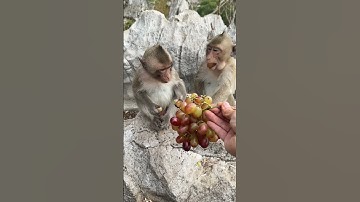 The little monkey can