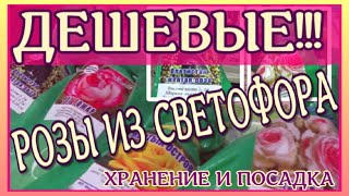 ДЕШЕВЫЕ РОЗЫ ИЗ СВЕТОФОРА КАК СОХРАНИТЬ ДО ПОСАДКИ В ГРУНТ