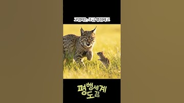 평행세계도감 | 오프닝 송 M/V | 무해조수들