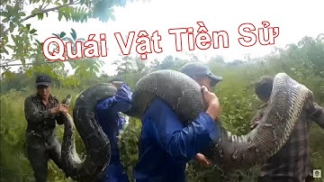 Bắt Trăn Già Quái Vật Dưới Ao, Nọc Rắn Có Hai Màu Sắc, Chữa Rắn Cắn Kỳ Lạ Ở Ấn Độc