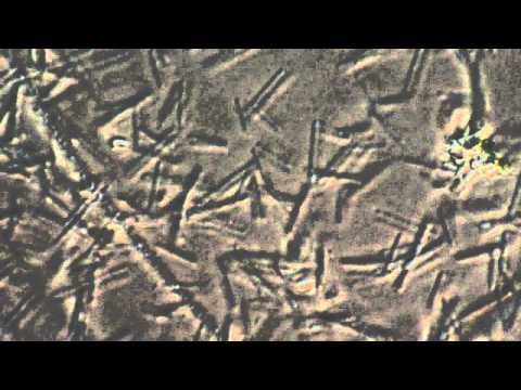 Video: Archeebakterijų Ir Eubacteria Ląstelių Sienelių Skirtumas