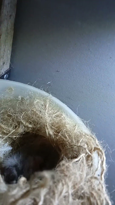 cek kenari selama 14 hari akhir bisa menetas 3ekor