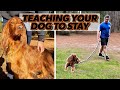 Teach Your Dog to STAY!