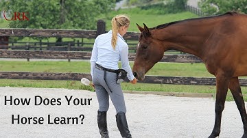 How Does Your Horse Learn? Simple Explanation of Learning & Training