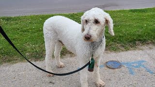 HANNAH: ADOPTED screenshot 4