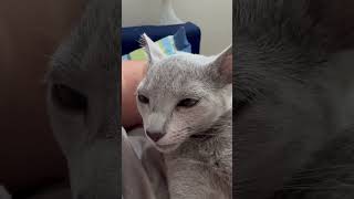 Russian Blue Cat purring and being interrupted…‍♀ #shorts #cat