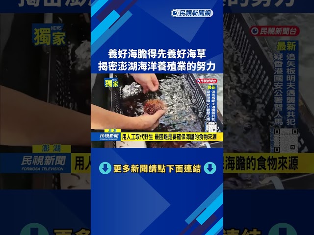 養好海膽得先養好海草  揭密澎湖海洋養殖業的努力－民視新聞