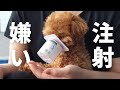 病院でビクビクしすぎて愛犬がおまんじゅうになりました。/ トイプードル ティーカッププードル 成犬 / 病院 東京 都内夫婦暮らし 専業主婦 / poodle dog Vlog Tokyo pet