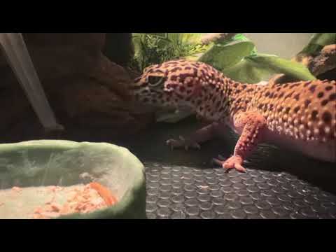 Coco eating Mealworms (INSECT GORE WARNING!)