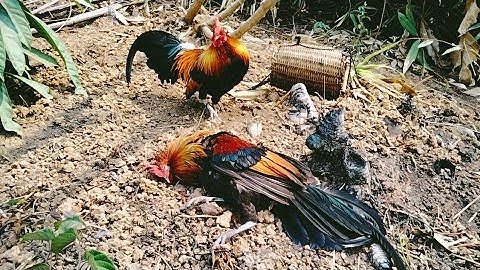 hnub no mus dib qaib tuaj zoo kawg li/21/3/2023/