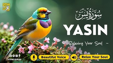 Relaxing Quran Surah Yaseen سورة يس for Better Sleep, Inner Peace, Mental Ease ✦ Quran For Sleep